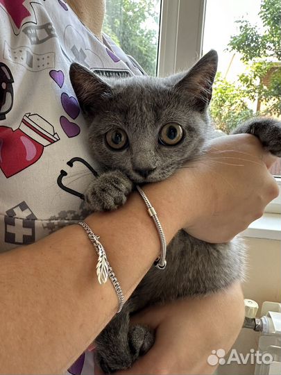 Британская кошка