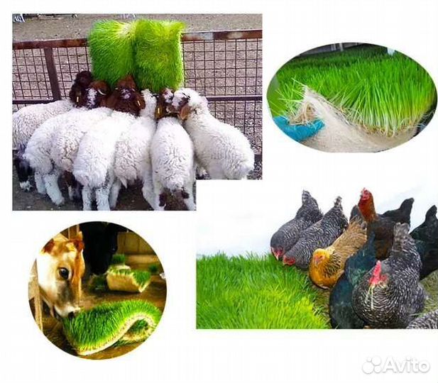 Корма для животных и птиц