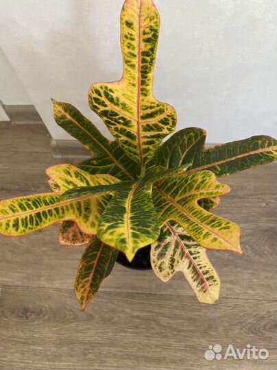 Кодиеум кротон