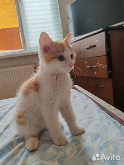 Котики бесплатно