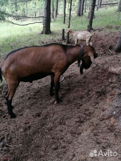 Племенные кзлики