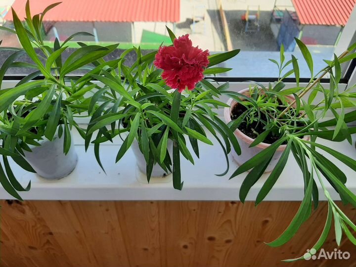 Гвоздика комнатная