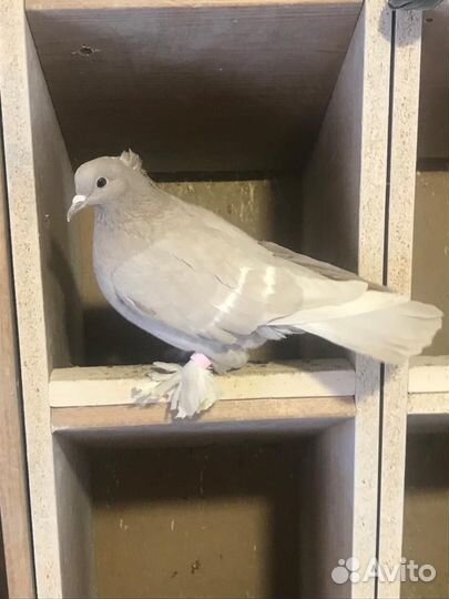 Воронежские зоревые голуби