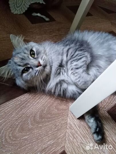 Кошка в добрые руки