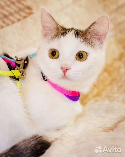 Белая кошка котенок