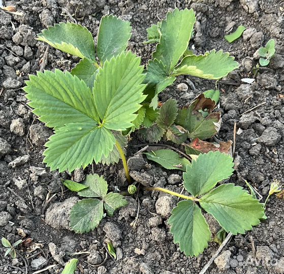 Рассада клубники фриго