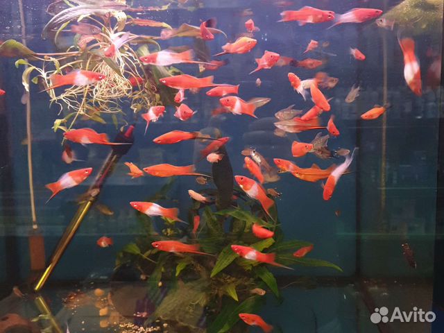 Аквариумные рыбки в ассортименте