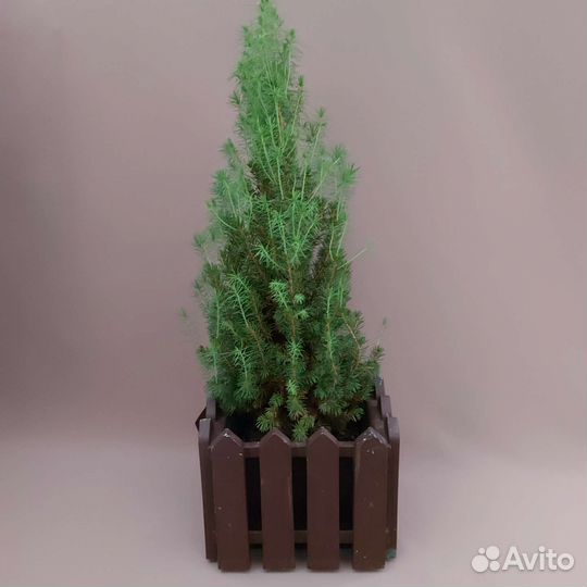 Ель Доставка растений Тюмень