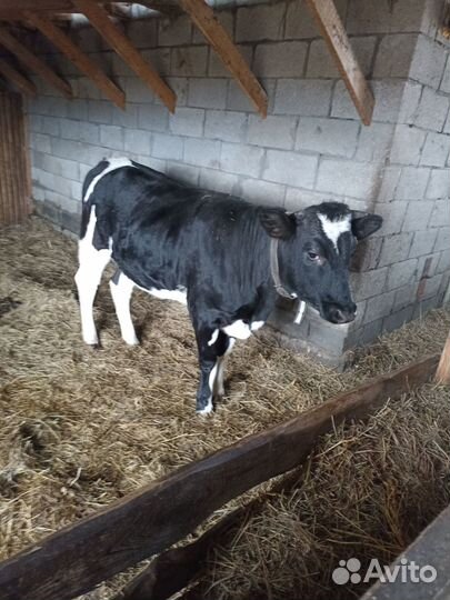 Корова телка