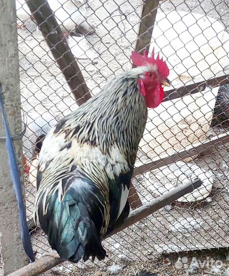 Молодые петухи