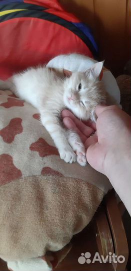 Кошка в дар бесплатно