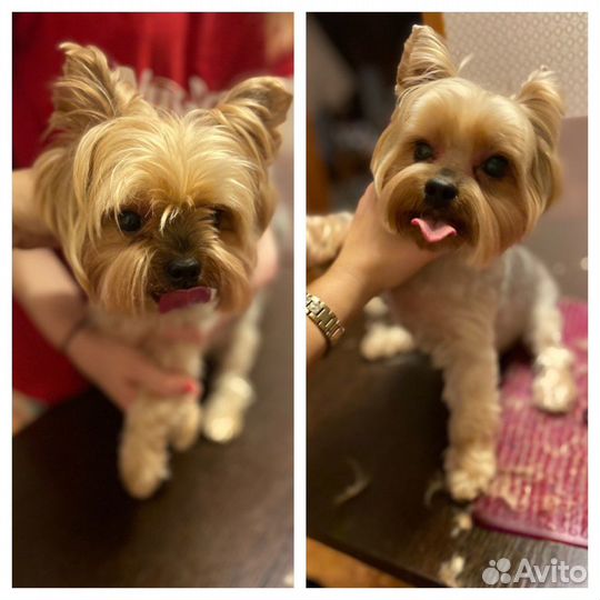 Стрижка собак и кошек