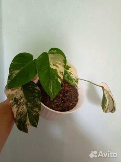 Монстера альба