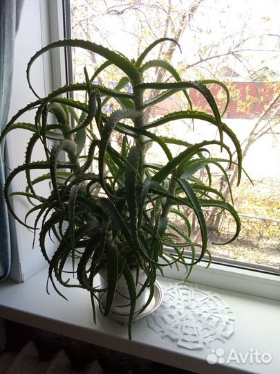 Алоэ лечебный