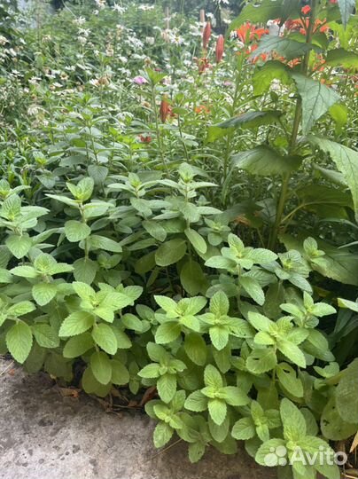 Эстрагон, листья хрена, мята