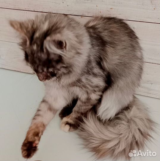 Мейн-кун кошечка