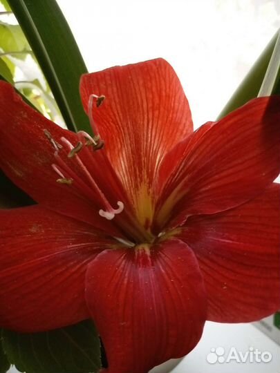 Гиппиаструм