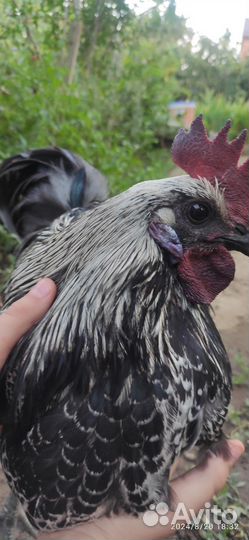 Молодые петухи