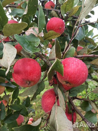 Яблоки домашние