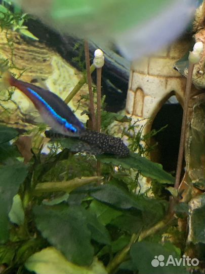 Сомики Анциструсы