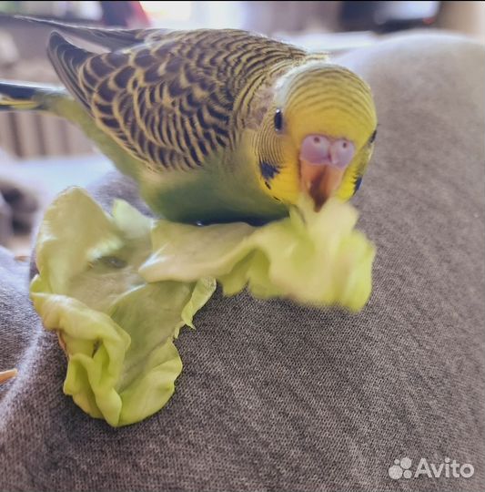 Птенец,волнистый попугай ручные