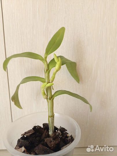 Дендробиум