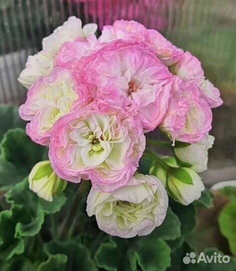 Пеларгония ди Краса России