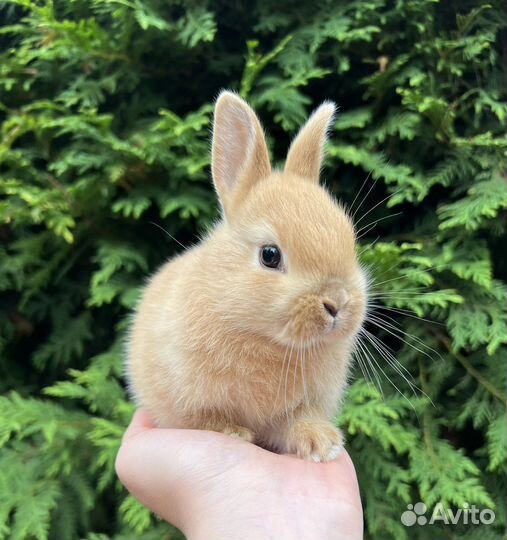 Карликовые декоративные крольчата, мини малыши