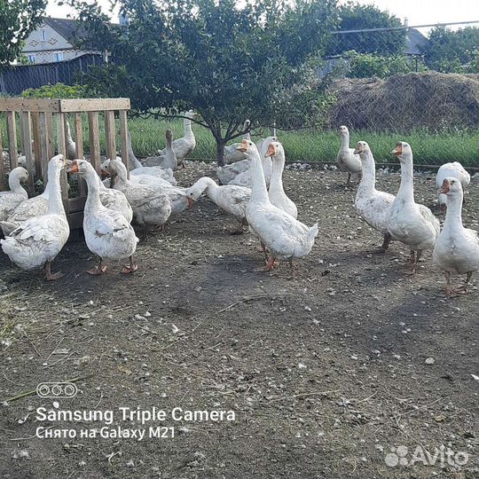 Гусята суточные