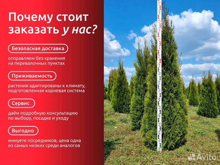 Туя из питомника