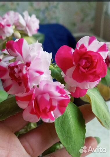 Бальзамины