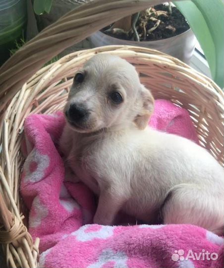 Мальчик в добрые руки маленькой собачки