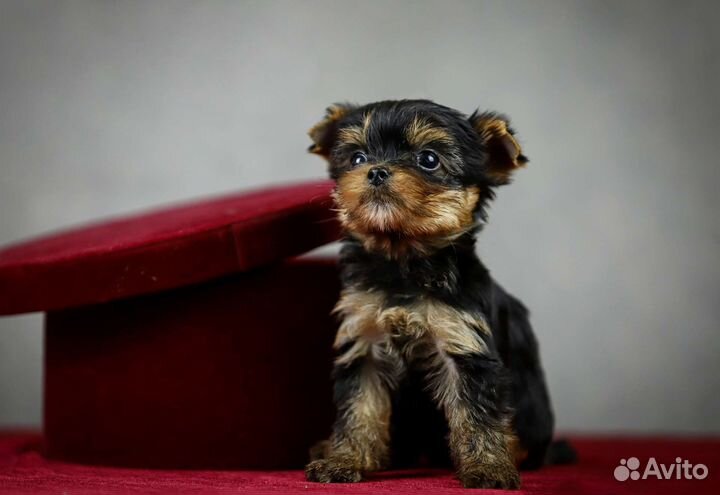 Йоркширский терьер девочка