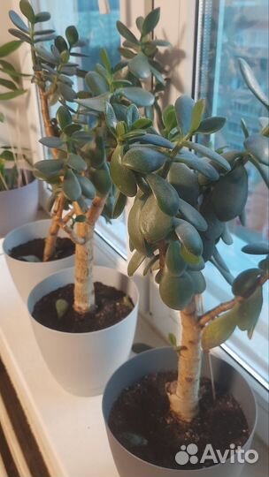 Толстянка денежное дерево