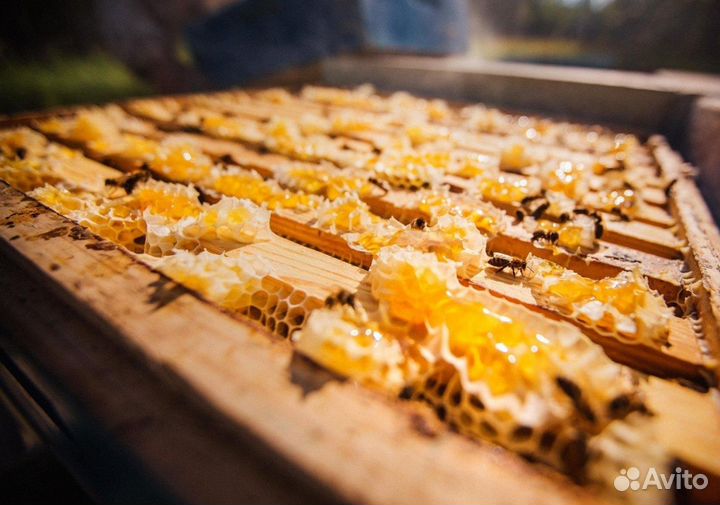 2024 Мёд натуральный с Алтая опт