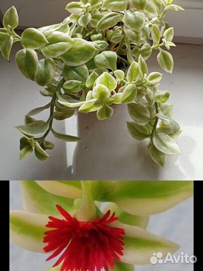 Ампельные растения для кашпо и подвесов