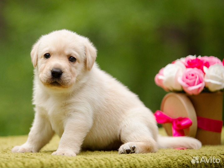 Лабрадор щенки