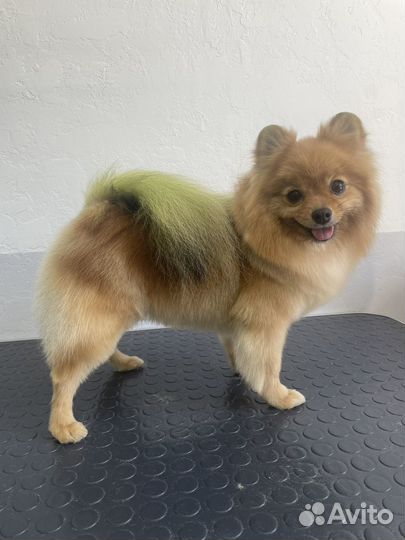 Зоосалон. Груминг. Стрижка собак и кошек