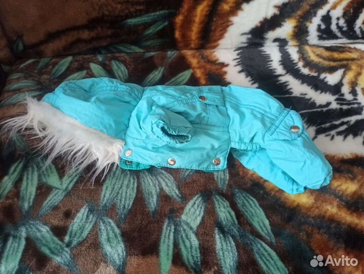 Комбинезон и куртка для маленькой собаки