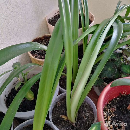 Гиппиаструм