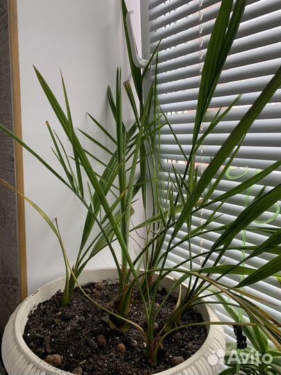 Спатифиллум, пальма финиковая