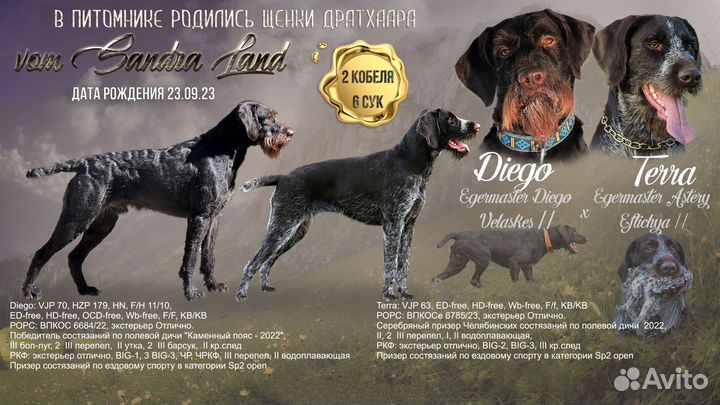 Щенок дратхаара