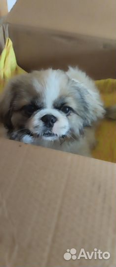 Продам собаку порода Пекинес