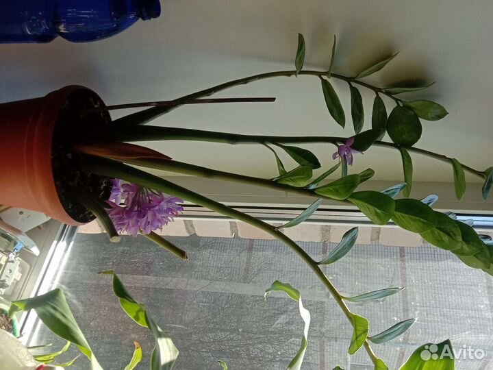 Цветы разные комнатные