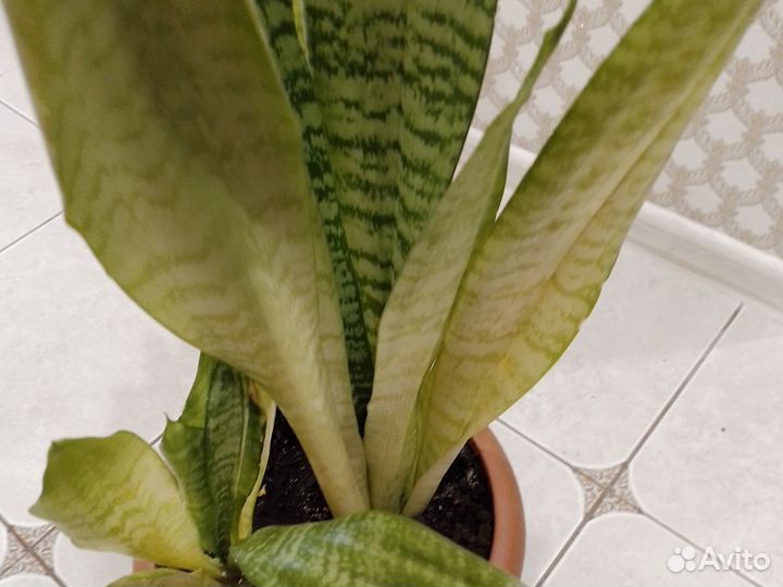 Сансевиерия