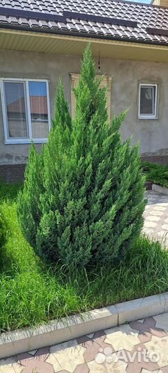 Можжевельник