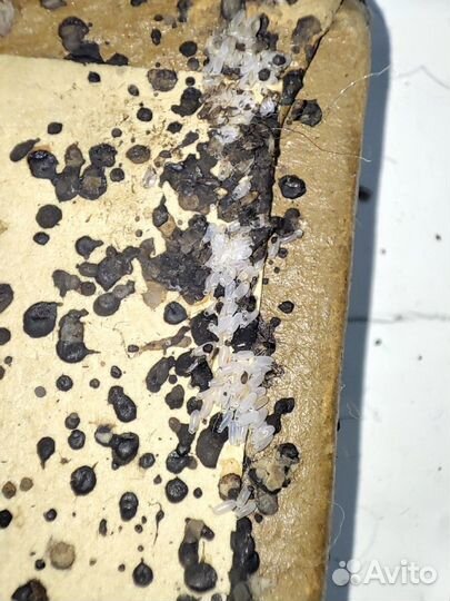 Дезинфекция