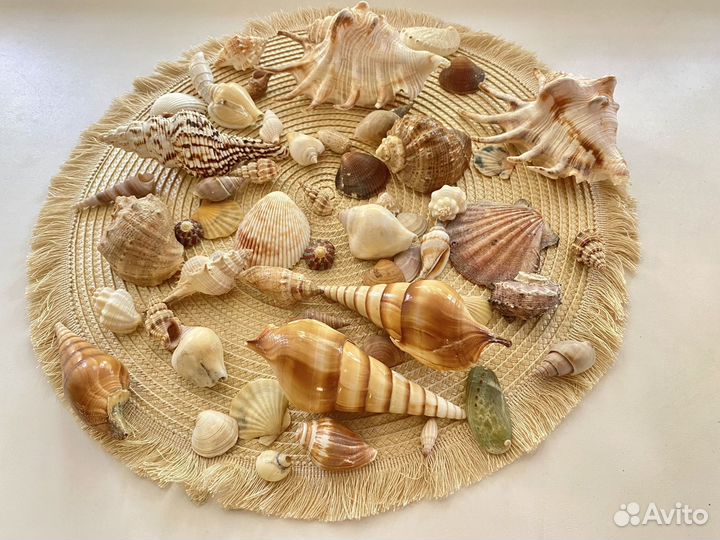 Морские ракушки раковины