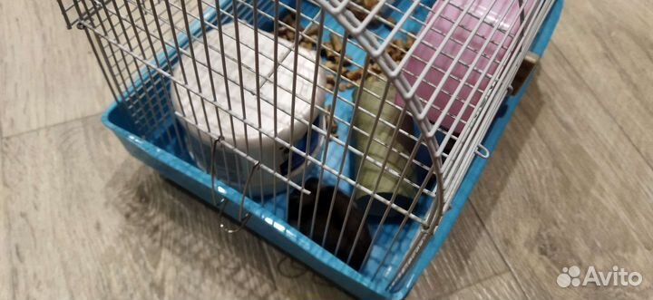 Джунгарские хомячки с клеткой