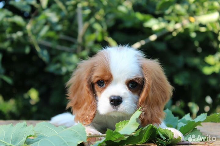 Кавалер кинг чарльз спаниель